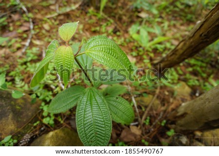 green leaf plant in forest