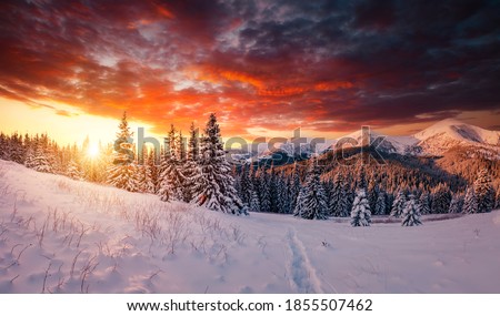 Scenic image of spruces tree in frosty evening. Location place Carpathian mountains, Ukraine, Europe. Wintry wallpapers. Picturesque nature photography. Happy New Year! Discover the beauty of earth.