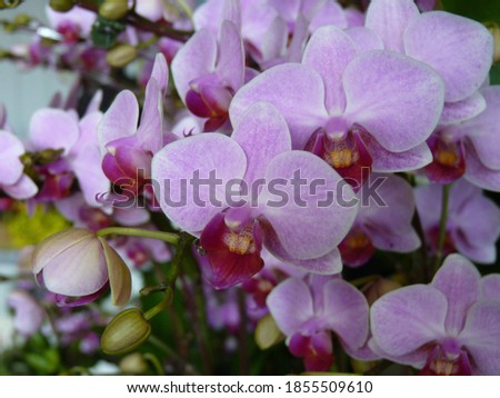 A close up shot of an Orchid flower in its full bloom in spring