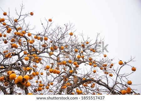 persimmon fruit tree in autumn, cloudy sky background
