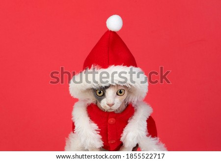 Sphinx cat with Christmas clothes isolated on a white background