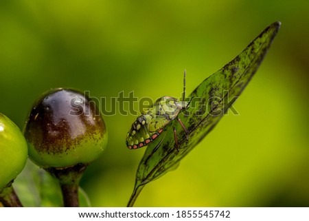 a bedbug on a chilli leaf on a green background
