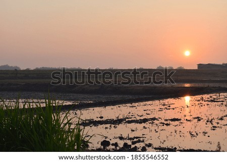 the sun can be seen from the rice fields that will be planted with rice seeds