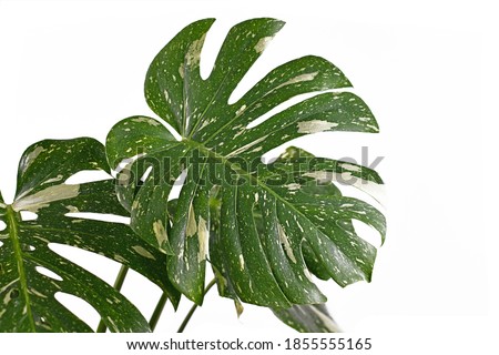 White sprinkled leaf of rare variegated tropical 'Monstera Deliciosa Thai Constellation' houseplant isolated on white background Royalty-Free Stock Photo #1855555165