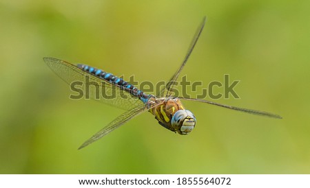 dragonfly migrant hawker (Aeshna mixta) in flight Royalty-Free Stock Photo #1855564072
