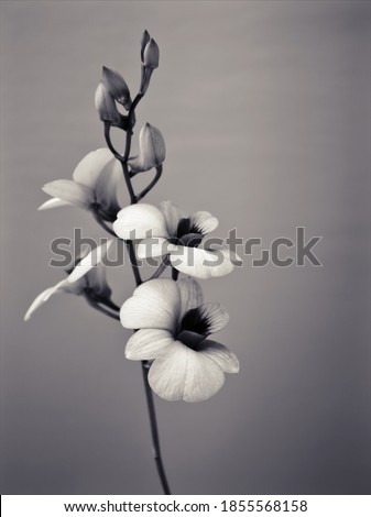 Black and white flower orchids  cooktown ,Dendrobium bigibbum mauve butterfly orchid ,Callista bigibba ,Callista sumneri blooming in spring to summer soft selective focus for pretty background ,macro