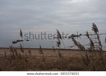 A typical picture of the coast of the Gulf of Finland in autumn: dry reeds, stones in the water, gray sea and sky