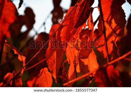 A bunch of dark red and orange autumn/fall leaves on a branch