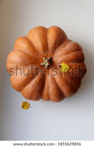 Pumpkin on a white background with autumn leaves and insects