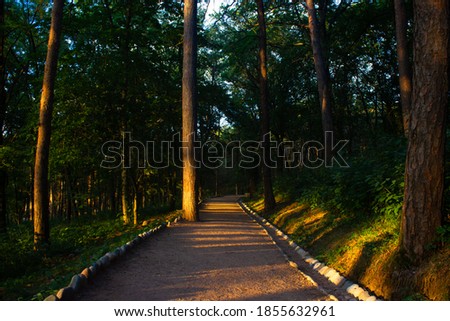 Empty pedestrian asphalt road through pine forest in city park