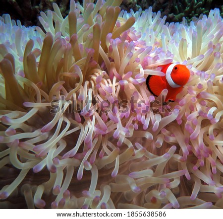 A shy False clown anemonefish in anemone Cebu Philippines
