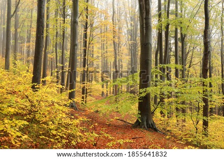 Beech trees in autumn forest on a foggy, rainy weather.