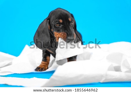 adorable dachshund puppy nibbles a piece of white toilet paper, unwinding a roll on a blue background. mischief and play of a naughty dog