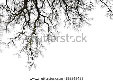 Natural color silhouette of leafless branches isolated on white