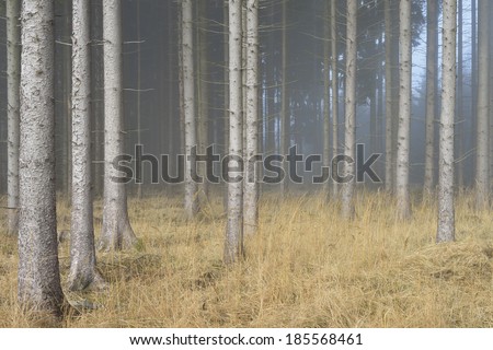 Fog in Natural Spruce Forest