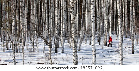 photographer in a bright red jacket takes winter landscape in a birch forest on a sunny day