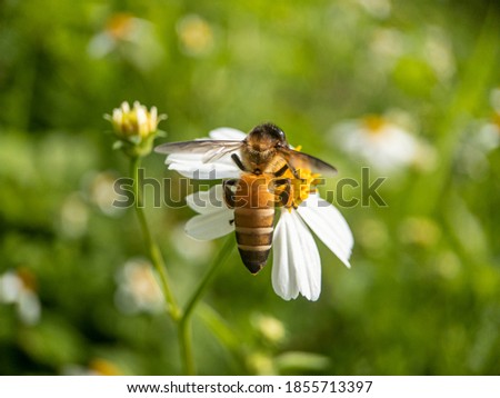 Bees suck nectar on flower pollen.