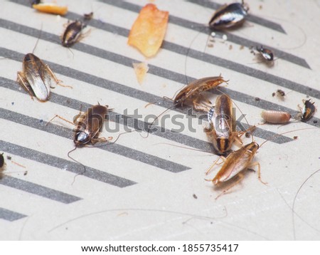 
Close up shot of cockroach that trapped on a sticky trap