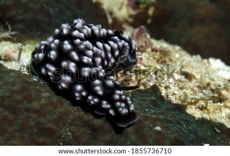 Close up view of a Phyllidiella pustulosa nudibranch on corals Cebu Philippines