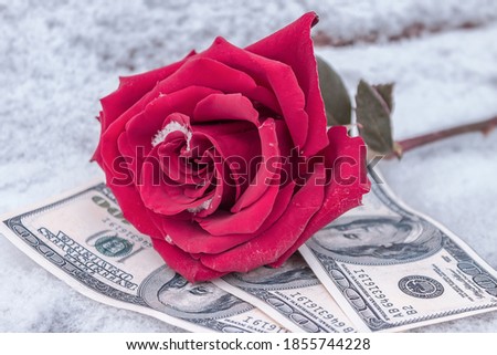 Pink rose is an expensive gift, lies in the snow on the money