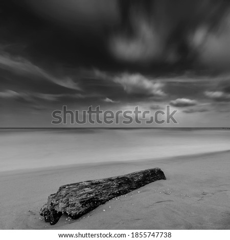 beautiful long exposure minimalist of dead tree, Tree trunk in waves near the beach. A slow shutter speed was used to see the movement effect.