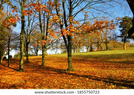 A colourful autumn scene in a city park.