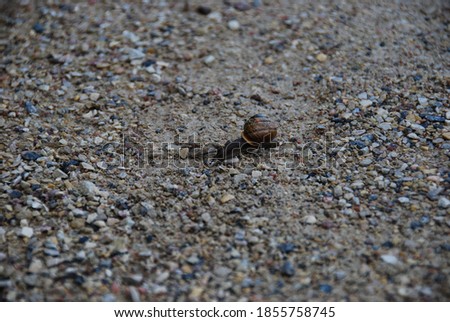 Small brown snail crawling in the sand