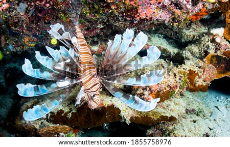 An endemic lionfish, only found in Fiji, extends its pectoral and dorsal fins in a protective stance.  The fin tips are poisonous and used to inject venom into a predator.