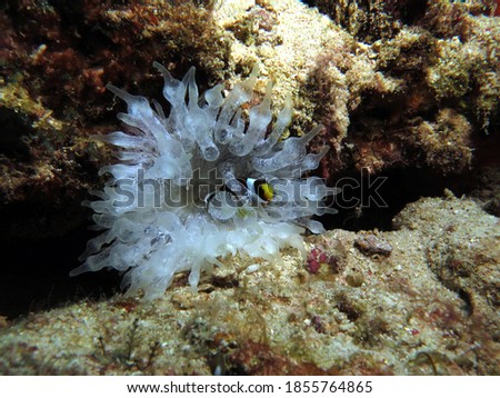 A small Clark's anemonefish inside a white Bubble-tip Anemone Cebu Philippines