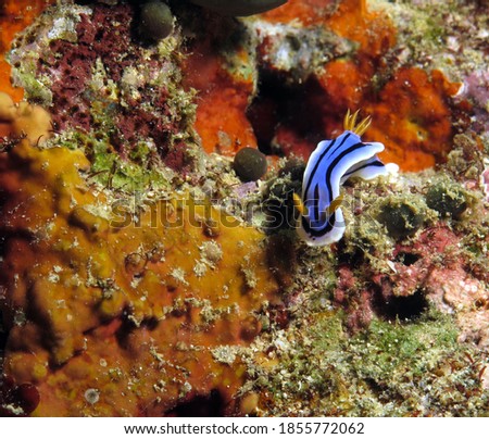 Front view of a Chromodoris Lochi nudibranch Boracay Philippines