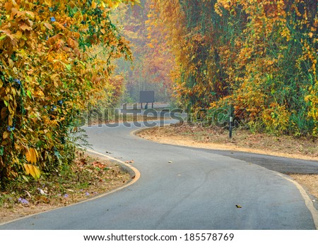 curve of the colorful road in forest.