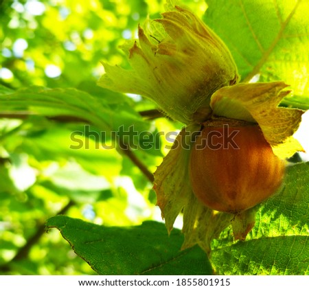 Young hazel, green wild hazelnut nuts, growing on tree. Hazelnuts (cobnuts) with leaves in garden. Filbert plant, harvest concept. Hazel nut (Corylus avellana) tree Royalty-Free Stock Photo #1855801915