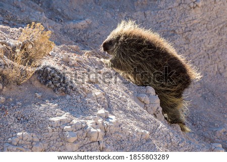 Wild porcupine foraging for food in Pawnee Buttes National Grassland (Colorado).