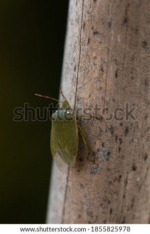 green bedbug on a wooden post
