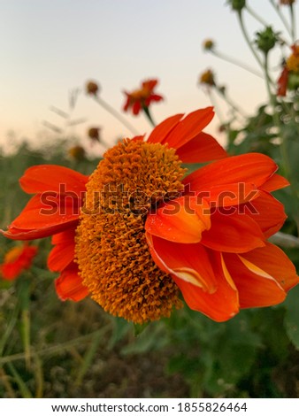 Flowers background of Mexican Sunflower