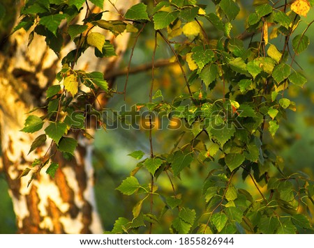 Sunlight going through a green tree leaves.