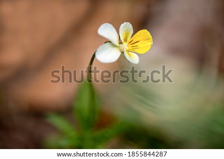 close up view of European wild pansy - Viola arvensis, syn.tricolor. Also known as field pansy. image with amazig bokeh