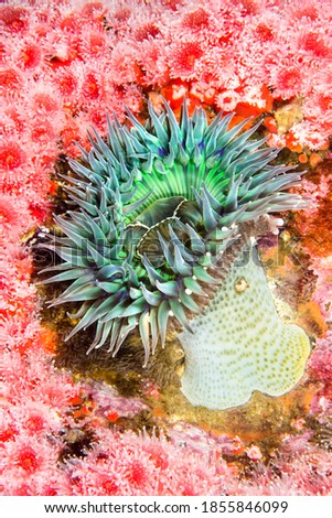 A green sea anemone is attached amongst a colony of red, club-tipped strawberry anemones in the Pacific Ocean's Channel Islands