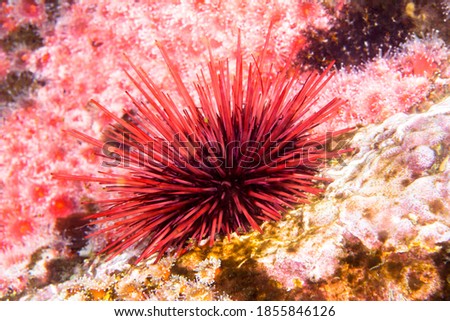 A lone red sea urchin amongst a colony of small club tipped anemones in the cold waters of California.