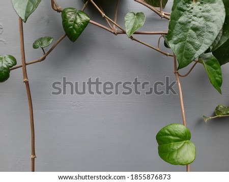 A picture of a grey wall and betel plants