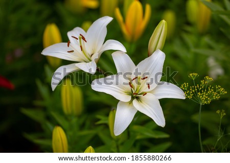 Two white lilies macro photography in summer day. Beauty garden lily with white petals close up garden photography. Lilium plant floral wallpaper on a green background. Royalty-Free Stock Photo #1855880266