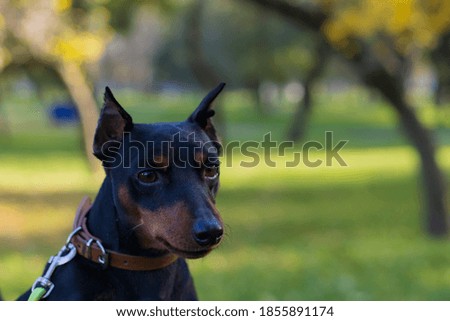Pinscher dog. Selective focus with blurred background. Shallow depth of field.