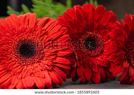 Flower of a red gerbera on a black background