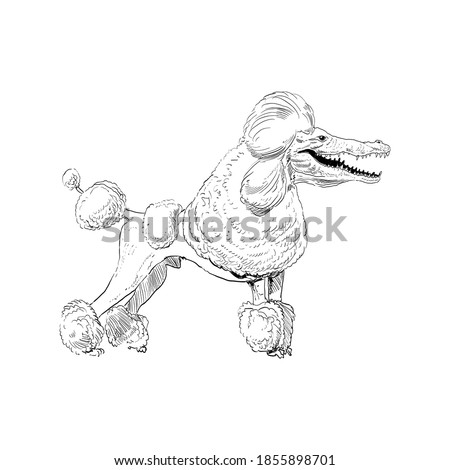 Unusual mixture of animals. 
Poodle dog with crocodile head. Hybrids species sketch. Fantasy art. Vector illustration clip art.