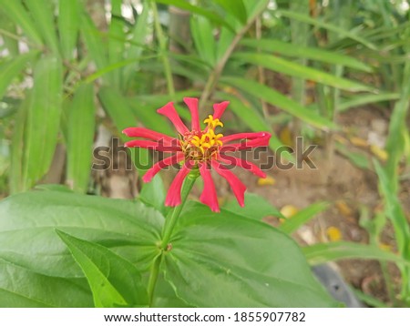 A Close Up Picture of A Beautiful Red Flower. Selective Focus