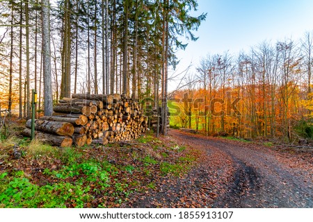 Fallen trees and lumber timber in autumn forest during beautiful sunset. Wood resource prepared for transport to lumber mill. Fresh and vibrant colors of nature.