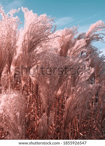 Pampas grass with blue sky and clouds. Autumn landscape with dried reeds grass. Natural background, outdoor, sat sail champagne color, boho style. Blue tone. Minimal natural abstract concept.