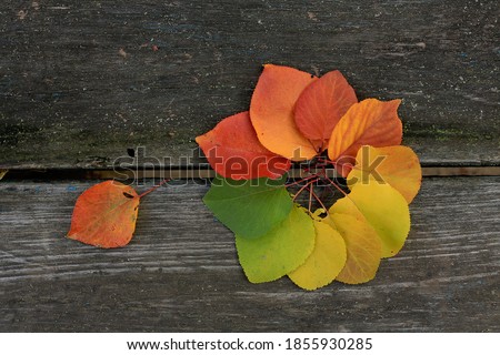 
Multicolored apricot leaves from green to red on an old wooden background. A rainbow of fallen leaves. Autumn palette.