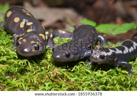 Spotted, Jefferson, and Marbled salamanders together 