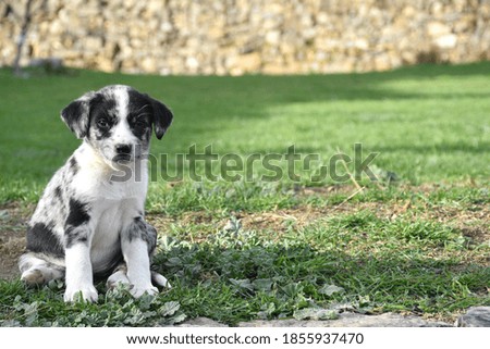 Border Collie dog puppy sitting on the grass.